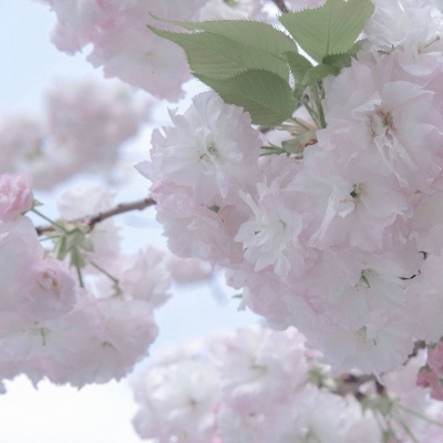 天全福瑞交流群